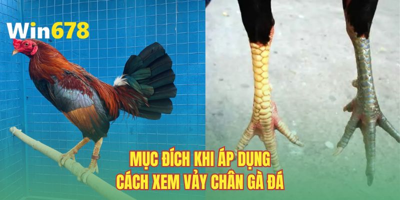 Mục đích khi áp dụng cách xem vảy chân gà đá