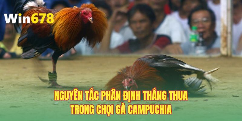 Nguyên tắc phân định thắng thua trong chọi gà Campuchia