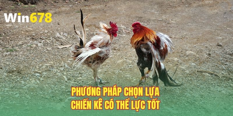 Phương pháp chọn lựa chiến kê có thể lực tốt 