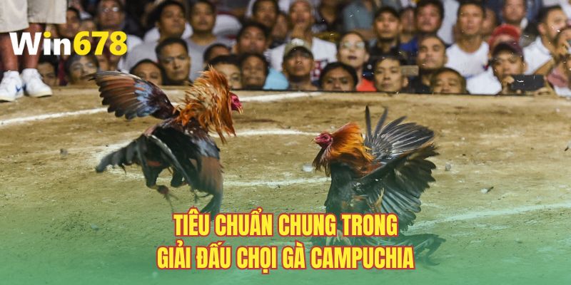 Tiêu chuẩn chung trong giải đấu chọi gà Campuchia