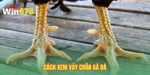 cach-xem-vay-chan-ga-da-thang-ngay-tu-tran-dau-tien